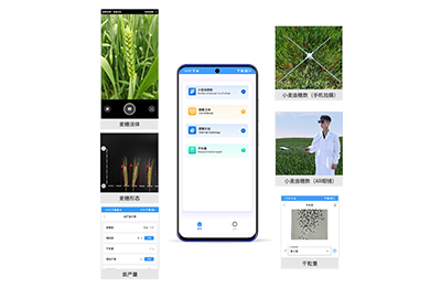毕节市小麦亩穗数分析仪IN-XM02