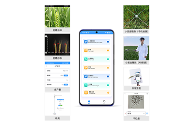 毕节市小麦表型测量仪IN-XM05